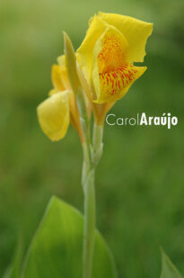 Flores - Interior de Pernambuco