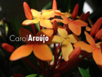 "Flores" - Interior de Pernambuco