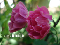 "Flores" - Interior de Pernambuco