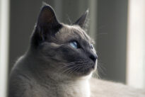imagem - wikifuturo