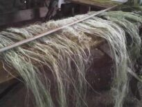 Secando a fibra