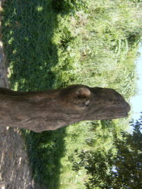 O olhar natural da arte monstrosa