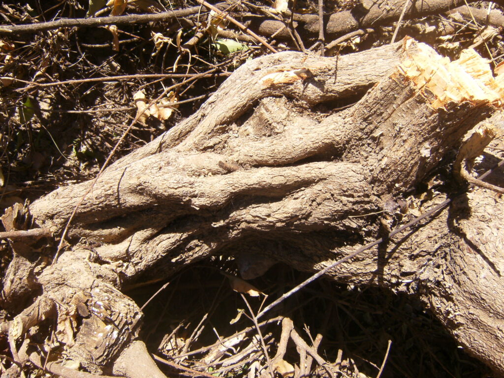 A monstruosidade humana e o grito da natureza morta.