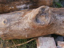 A monstruosidade humana e o grito da natureza morta.