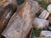 A monstruosidade humana e o grito da natureza morta.
