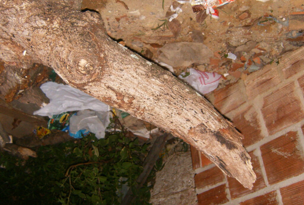 A monstruosidade humana e o grito da natureza morta.