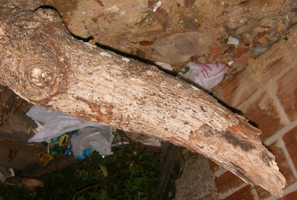 A monstruosidade humana e o grito da natureza morta.