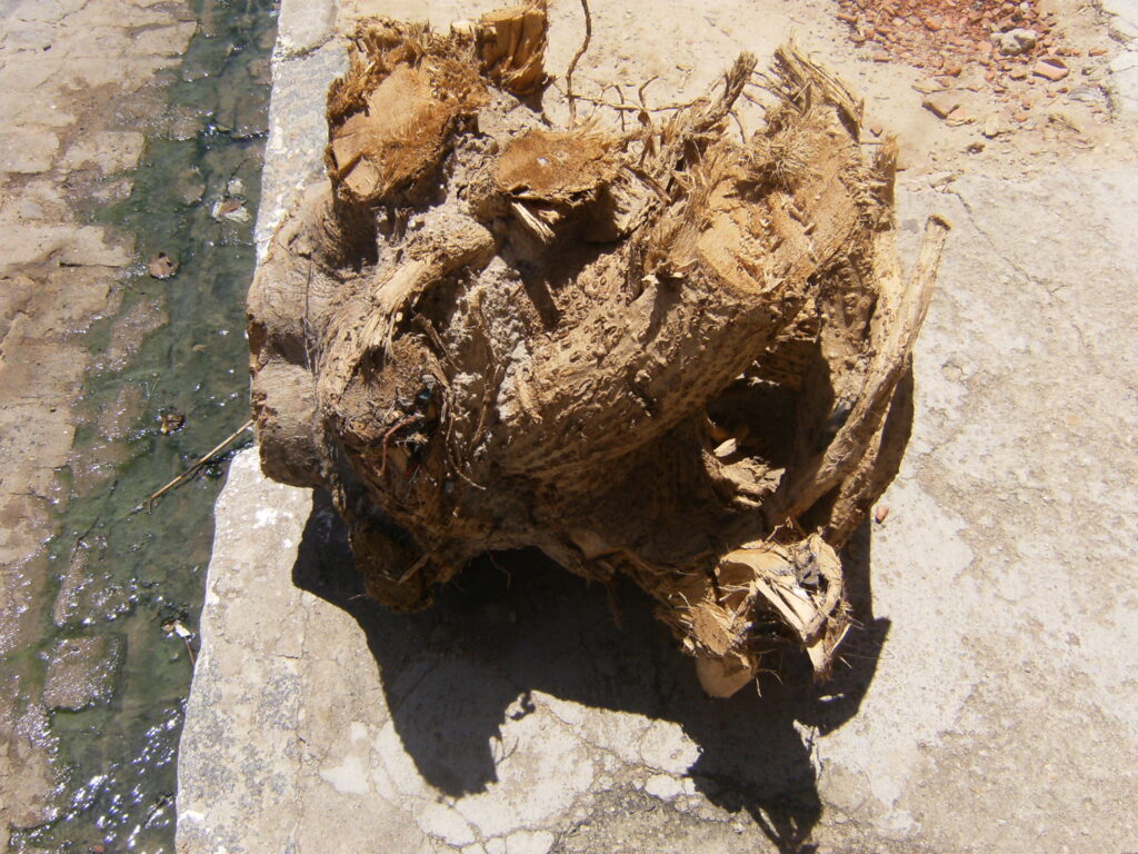 A monstruosidade humana e o grito da natureza morta.