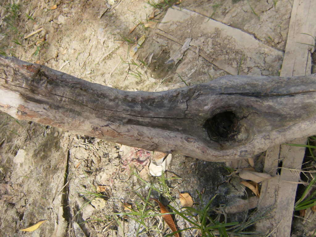 A monstruosidade humana e o grito da natureza morta.