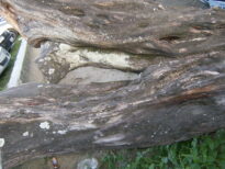 A monstruosidade humana e o grito da natureza morta.