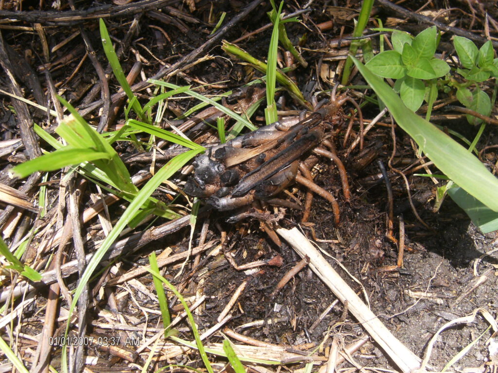 A monstruosidade humana e o grito da natureza morta.