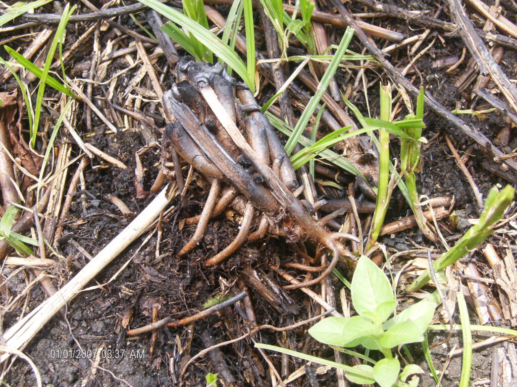 A monstruosidade humana e o grito da natureza morta.