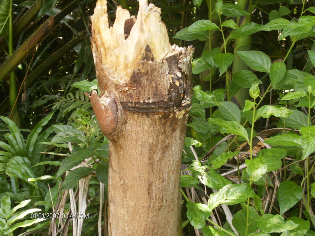 A monstruosidade humana e o grito da natureza morta.