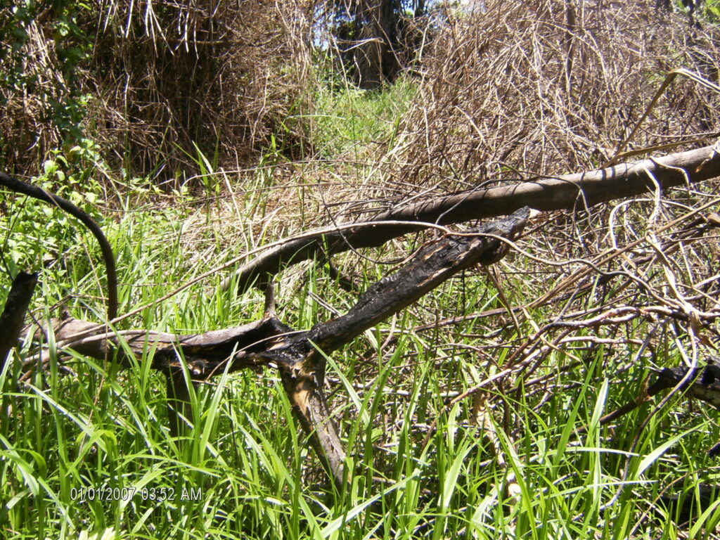 A monstruosidade humana e o grito da natureza morta.