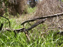 A monstruosidade humana e o grito da natureza morta.