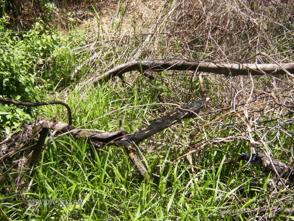 A monstruosidade humana e o grito da natureza morta.
