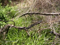 A monstruosidade humana e o grito da natureza morta.