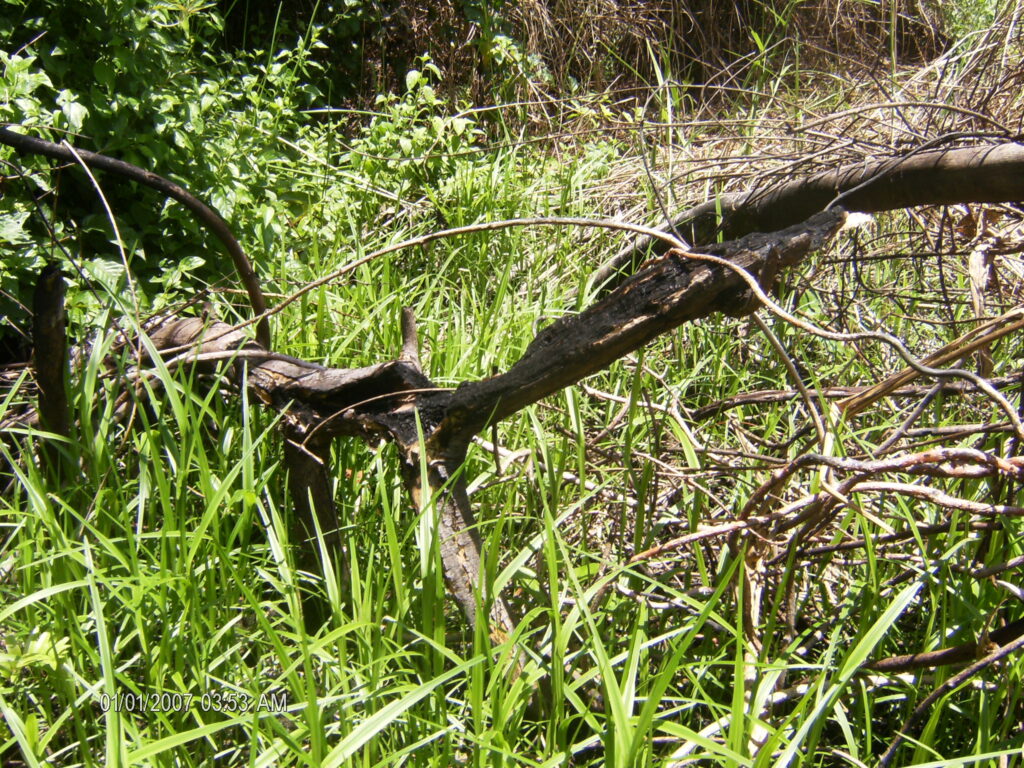 A monstruosidade humana e o grito da natureza morta.