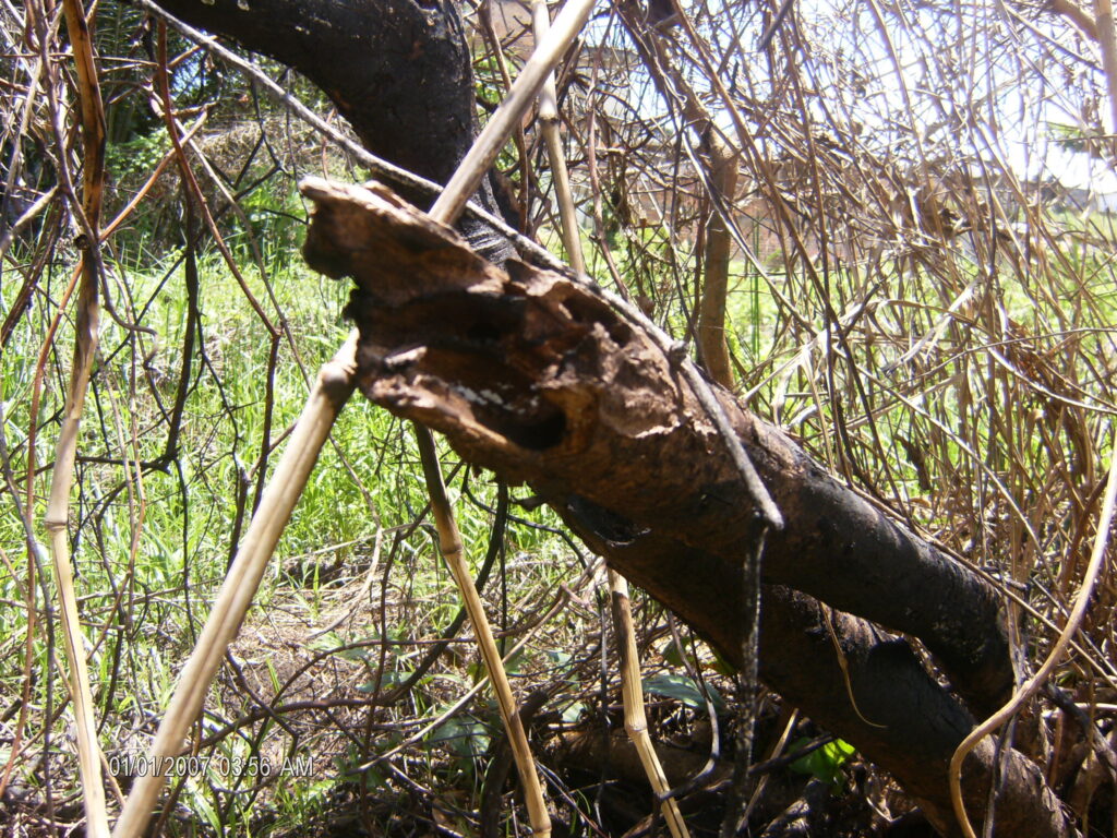 A monstruosidade humana e o grito da natureza morta.