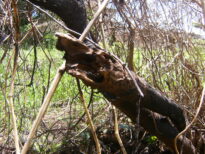 A monstruosidade humana e o grito da natureza morta.
