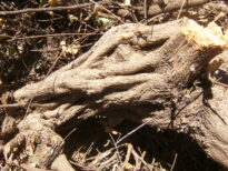 A monstruosidade humana e o grito da natureza morta.