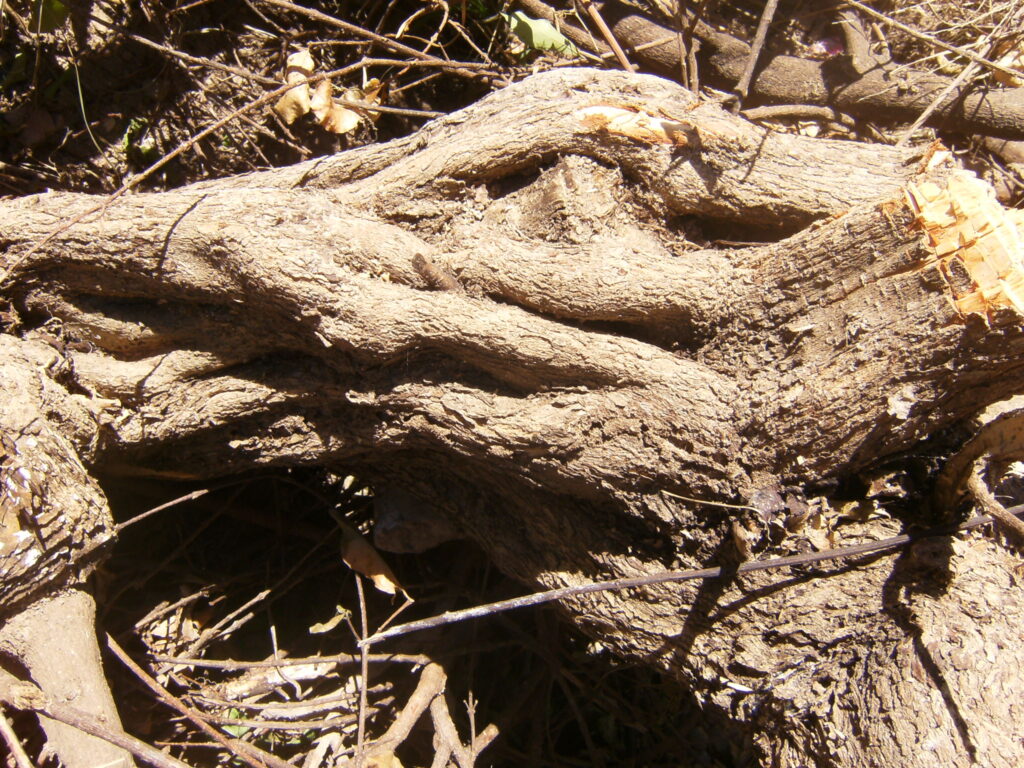 A monstruosidade humana e o grito da natureza morta.