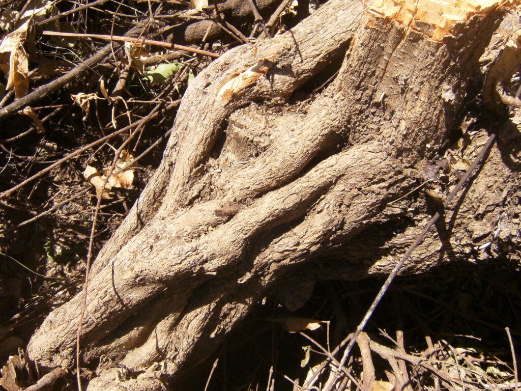 A monstruosidade humana e o grito da natureza morta.