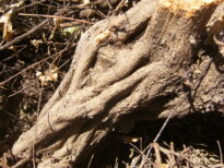 A monstruosidade humana e o grito da natureza morta.