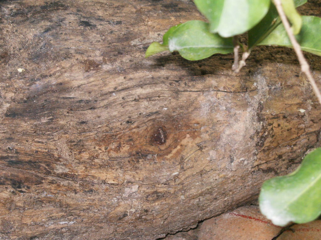 A monstruosidade humana e o grito da natureza morta.