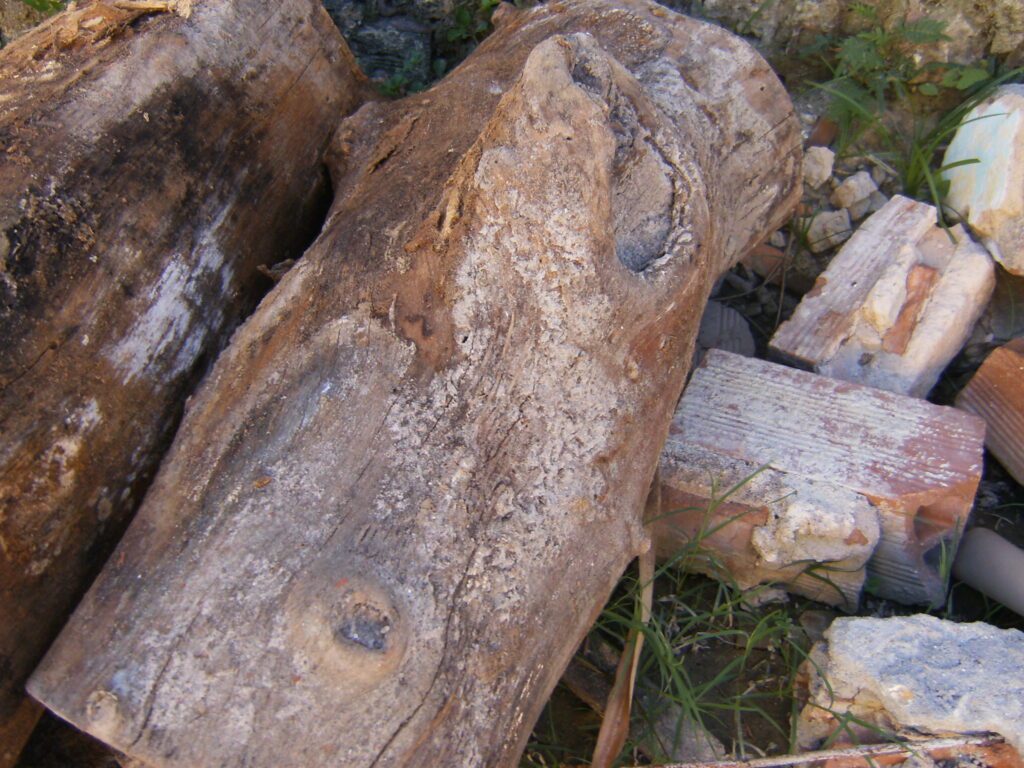 A monstruosidade humana e o grito da natureza morta.