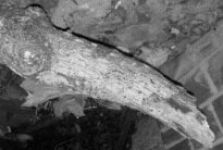 A monstruosidade humana e o grito da natureza morta.