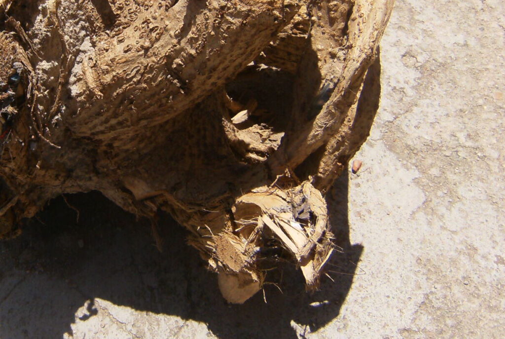 A monstruosidade humana e o grito da natureza morta.