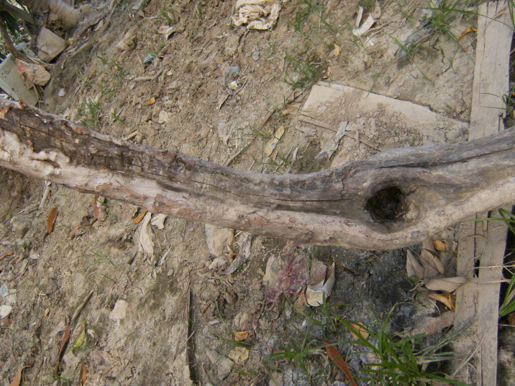 A monstruosidade humana e o grito da natureza morta.
