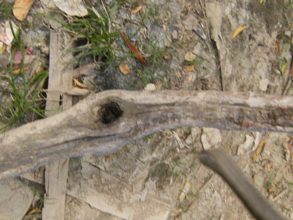 A monstruosidade humana e o grito da natureza morta.