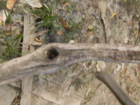 A monstruosidade humana e o grito da natureza morta.