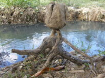 A monstruosidade humana e o grito da natureza morta.