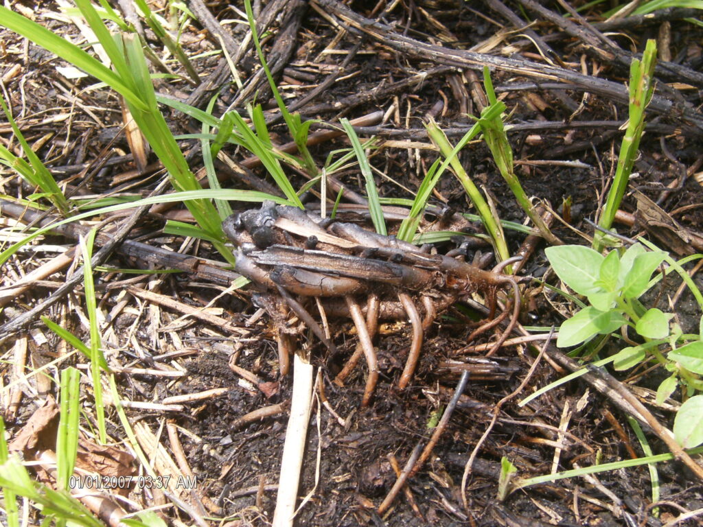 A monstruosidade humana e o grito da natureza morta.