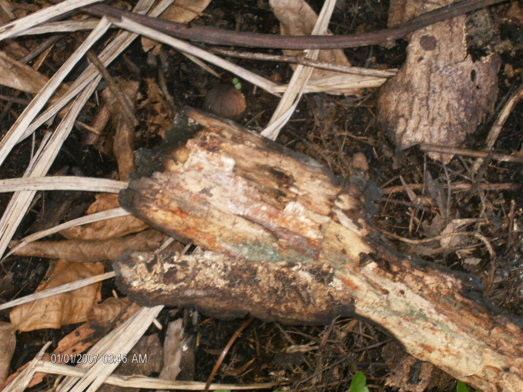 A monstruosidade humana e o grito da natureza morta.