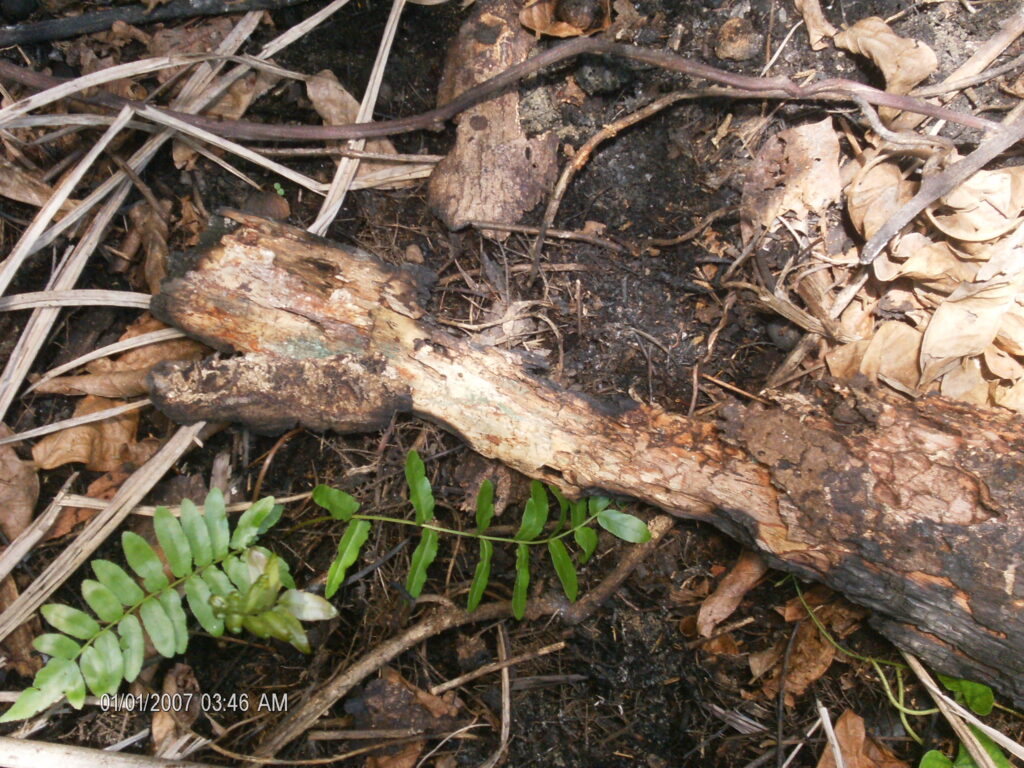 A monstruosidade humana e o grito da natureza morta.