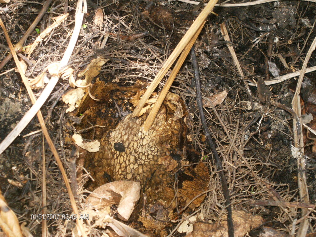 A monstruosidade humana e o grito da natureza morta.