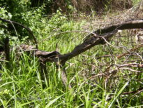 A monstruosidade humana e o grito da natureza morta.