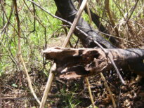 A monstruosidade humana e o grito da natureza morta.
