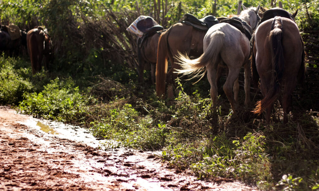 Cavalgada da Pedra do Reino