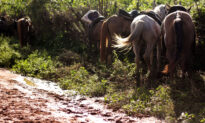 Cavalgada da Pedra do Reino