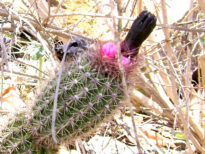 Cactus do Sertão Pernambucano