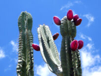 Cactus do Sertão Pernambucano