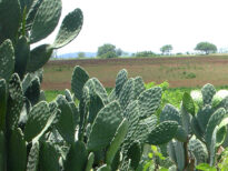 Cactus do Sertão Pernambucano
