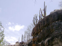 Cactus do Sertão Pernambucano