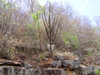 Cactus do Sertão Pernambucano