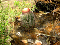 Cactus do Sertão Pernambucano